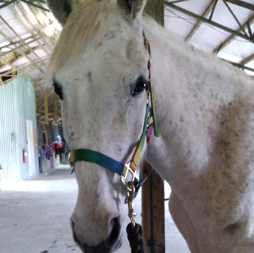 Meet your Posher, Donna